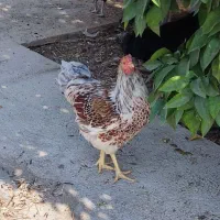 خروس ویاندوت ارنج|حیوانات مزرعه|شیراز, محراب|دیوار