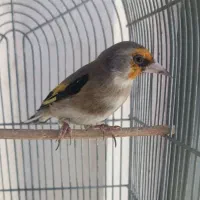 سهره دورگ|پرنده|شیراز, شهرک قمشه|دیوار