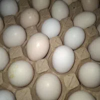 تخم مرغ محلی نطفه دار