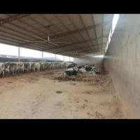 نگهبانی در گاوداری