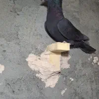 نر کلاغ کلای