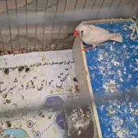 معاوضه فنچ|پرنده|شاهرود, |دیوار