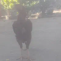 خروس لاری ۱۴ ماهه|حیوانات مزرعه|دلند, |دیوار