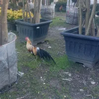 خروس نژاد فونیکس