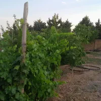 باغچه چهاردیواری ۵۰۰ متری کوشک زر جزو اراضی آردهه|فروش زمین و ملک کلنگی|هشتگرد, کوشک زر|دیوار
