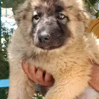 سگ قفقازی غولپیکر اصیل سگ آلابای روس|سگ|کرج, گلشهر|دیوار