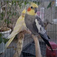 عروس هلندی