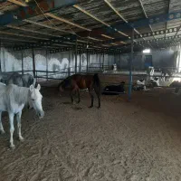 اسب ومادیان