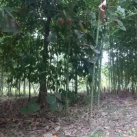باغ با بنای احداثی