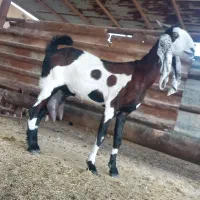 بندرماهشهر|حیوانات مزرعه|بندر ماهشهر, |دیوار