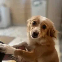 واگذاری رایگان