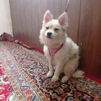 حیوان خانگی