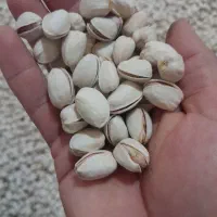 پسته تازه امسال