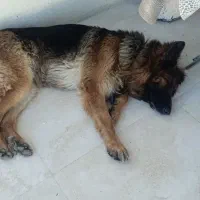 سگ ژرمن شیپرد