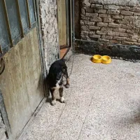 واگزاری سگ میکس ژرمن وسویس شپرد