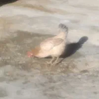 مرغ محلی اصل