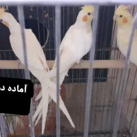 عروس هلندی|پرنده|رباط‌کریم, نصیرشهر|دیوار