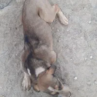 سگ سرابی|سگ|کرج, کوی زنبق|دیوار