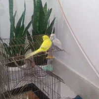 دو عدد مرغ عشق جذاب و دوست داشتنی