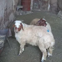 یک‌ جفت بره قوچ کم دمبه کله بور و سنجابی