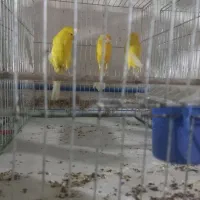 قناری بلند|پرنده|بندر انزلی, ناسیونال|دیوار