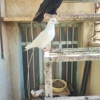 سفید بامبایی چشم صدف پرشی وهنر دار