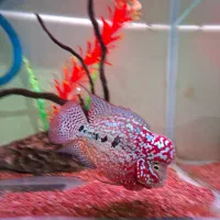 کینگ کامفا مولتی کالر وارداتی