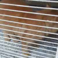 گربه پرشین|گربه|گنبد کاووس, |دیوار