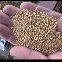 فروش ۸۰۰ کیلو ارزن