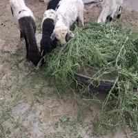 میش|حیوانات مزرعه|رفسنجان, |دیوار