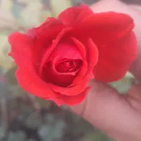 ویژه خانم های خونه دار|فعالیت داوطلبانه|مشهد, الهیه|دیوار