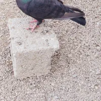 کفتر نروماده زاغ