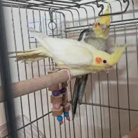 عروس هلندی نر و ماده|پرنده|کرج, مهرویلا جنوبی|دیوار