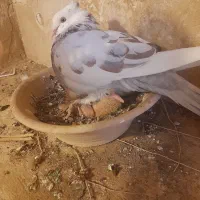 کفتر