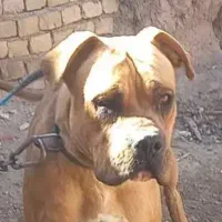 سگ پیتبول