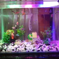 آکواریوم شرکتی لبه گرد