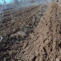 تیلر زنی|خدمات باغبانی و درختکاری|بجنورد, |دیوار