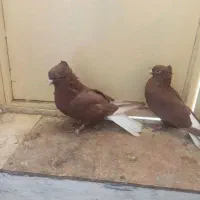 ۱۰ کفتر تهرانی پروندنی