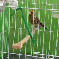 سهره قناری|پرنده|ساری, |دیوار