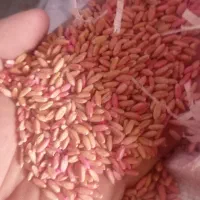 گندم بذری باران