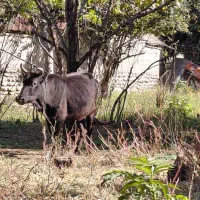 گاوو گوساله نر|حیوانات مزرعه|رشت, نیکمرام|دیوار