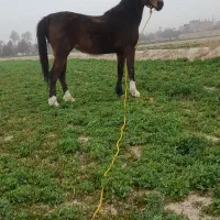 مادیون کرد شکم خالی آماده کشش