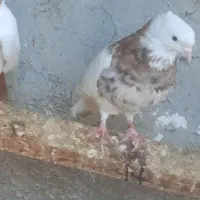 کبوتر پرستویی باغ وحشی طوقی|پرنده|مشگین شهر, |دیوار