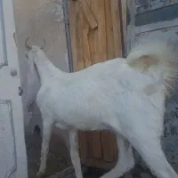 بز گلابی|حیوانات مزرعه|خنج, |دیوار