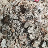 گوری چوره