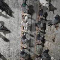 30 تا پلاکی پرشی