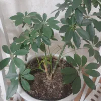 کیف گمشده زنانه  حاوی مدارک