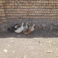 اوردک بالغ