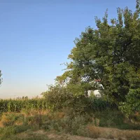 باغ زیبا نزدیک به شهر|فروش زمین و ملک کلنگی|میاندوآب, |دیوار