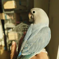 طوطی برزیلی دستی|پرنده|شهریار, شهریار|دیوار